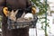 Farmer holding basket with rabbits. Farm animals.