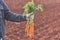 Farmer holding a bunch of carrots