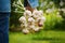 Farmer holding a bunch of garlic in the garden. Organic vegetables. Farming.