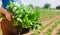 The farmer is holding cabbage seedlings ready for planting in the field. farming, agriculture, vegetables, agroindustry.