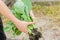 The farmer is holding cabbage seedlings ready for planting in the field. farming, agriculture, vegetables, agroindustry.