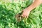 The farmer is holding cabbage seedlings ready for planting in the field. farming, agriculture, vegetables, agroindustry.