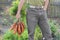 Farmer holding carrot bunch