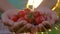 Farmer Is Holding Cherry Tomatoes And Pouring Them With Water Background Sunset