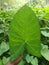 Farmer holding colocasia leaf after harvesting