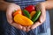 Farmer holding fresh ripe peppers, closeup view