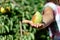 Farmer holding fruit from pear tree