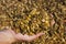 A farmer holding golden, fermented corn silage ready to feed