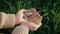 Farmer holding grain and metal coins. Male cupped hands pouring whole wheat kernels. Barley in palms good harvest