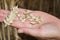 Farmer holding in hands ear and grains of wheat Triticum on field. Woman holds golden wheats spikelets