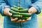 Farmer holding in hands the harvest of cucumbers in the garden. Natural and organic vegetables. Farming.