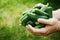 Farmer holding in hands the harvest of green cucumbers in the garden. Natural and organic vegetables. Farming.