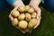 Farmer holding in hands the harvest of potatoes against green grass. Organic vegetables. Farming.