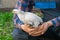 Farmer holding in hands a white brama chicken against a background of green grass, close-up, poultry farming