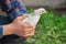 Farmer holding in hands a white brama chicken against a background of green leaves, close-up, poultry farming