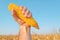 Farmer holding harvested corn cob