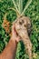 Farmer holding harvested sugar beet root crop