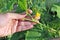 The farmer is holding in his hand a cucumber whip with a flower