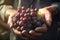 Farmer holding in his hands a bunch of freshly picked grapes. Ai generative