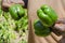 Farmer Holding Mature Bell Pepper