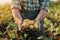 Farmer holding potatoes in hands against the background of a field