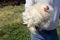 Farmer holding rooster