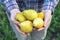 Farmer holding several pears in his hands.