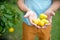 Farmer holding several pears in his hands