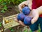 farmer holding three ripe plums in a hand