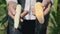 The farmer is holding two different corn cobs in a corn field, inspecting a corn crop