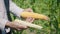 The farmer is holding two different corn cobs in a corn field, inspecting a corn crop