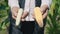 The farmer is holding two different corn cobs in a corn field, inspecting a corn crop