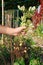 Farmer Holding Unearthed Peanut Plant