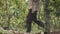 Farmer holding young cacao tree in plant nursery bag walking through cacao trees in cacao plantation farm, slow motion