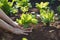 Farmer holding young endive plants growing on fertile soil with natural green and brown background. Growing plants Agriculture