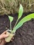 farmer holds artichoke seedlings for planting in the vegetable garden. artichoke cultivation from seed