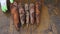 A farmer holds a biological product of carrots, hands and carrots contaminated with earth. Close-up of carrots in hands