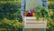 A farmer holds a box of juicy fresh vegetables from his field