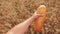 Farmer holds bread first person view. man holds a bread loaf in a wheat field. slow motion video. lifestyle successful