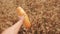 Farmer holds bread first person view. man holds a bread loaf in a wheat field. slow motion video. successful lifestyle