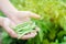 Farmer holds fresh beans in hands. french beans. harvest on the field. farming. Agriculture food production.