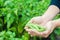 Farmer holds fresh beans in hands. french beans. harvest on the field. farming. Agriculture food production.