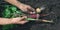 Farmer holds fresh harvested carrot onion and beetroot in his hands on black soil background. Bio organic farming gardening banner