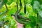 Farmer holds fresh organic cucumbers in her hands - close up image selective focus