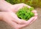 The farmer holds freshly picked parsley in his hands. Harvesting, harvest. Organic greens. Agriculture and farming. Selective