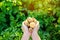 Farmer holds freshly picked potatoes in the field. Harvesting, harvest. Organic vegetables. Agriculture and farming. Potato.