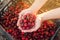 Farmer holds freshly picked red cherries in a box. Fresh organic fruits. Summer harvest. Selective focus