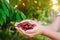 The farmer holds freshly picked red cherries in his hands. Fresh organic fruits. Summer harvest. Garden. Selective focus