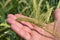 Farmer holds green wheat in his hand