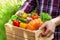 Farmer holds in hands wooden box with autumn crop of organic vegetables and roots against backyard background